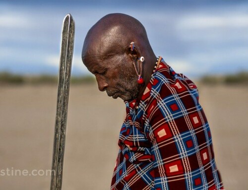 Village Elder – Massai