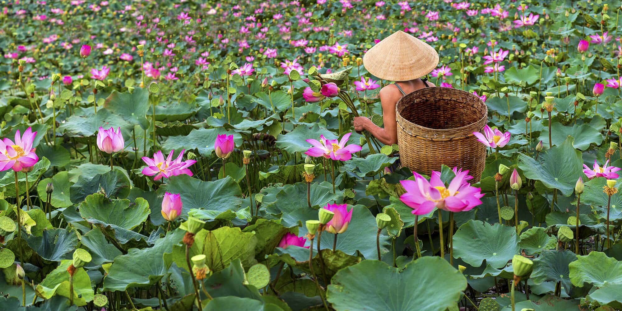 A serene image of a blooming lotus in Vietnam, its delicate petals symbolizing purity and enlightenment, rising gracefully above tranquil waters.